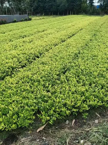 四川景区绿化工程招投标