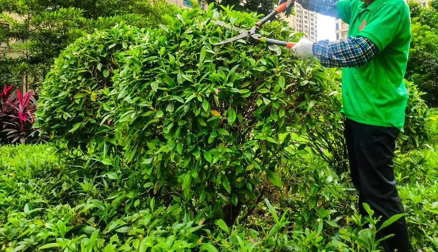 市政园林管理乱象频发，民众呼吁改革！